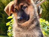 Soy Geçmi̇şi̇ Belli̇ Alman Çoban Köpeği̇ Yavrulari