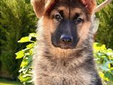 Soy Geçmi̇şi̇ Belli̇ Alman Çoban Köpeği̇ Yavrulari