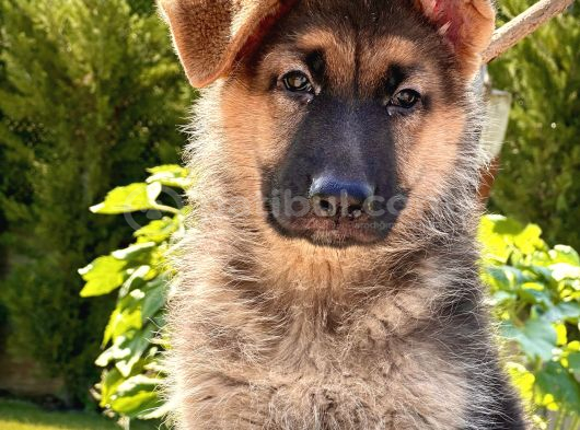 Soy Geçmi̇şi̇ Belli̇ Alman Çoban Köpeği̇ Yavrulari görsel