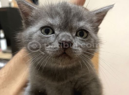 Bebişe Ev görsel