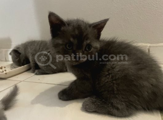 Bebişe Ev görsel