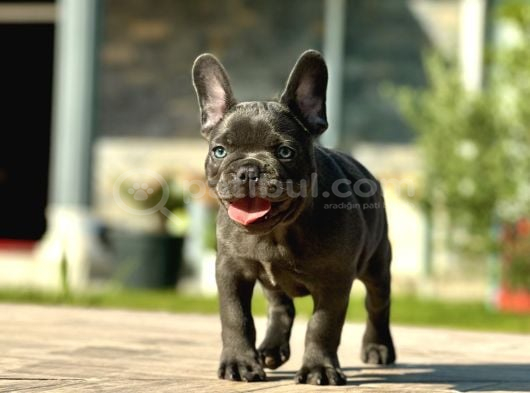 Hari̇ka Anatomi̇ye Sahi̇p French Bulldog