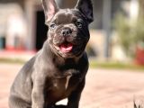 Hari̇ka Anatomi̇ye Sahi̇p French Bulldog