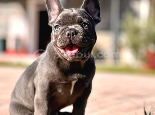 Hari̇ka Anatomi̇ye Sahi̇p French Bulldog görsel