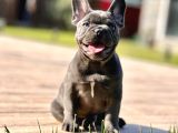 Hari̇ka Anatomi̇ye Sahi̇p French Bulldog