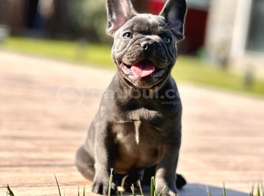 Hari̇ka Anatomi̇ye Sahi̇p French Bulldog görsel