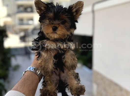 Yorki Yavruları görsel