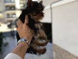 Yorki Yavruları
