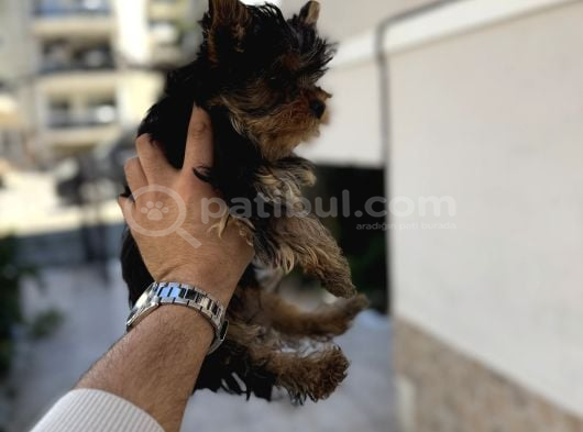 Yorki Yavruları görsel