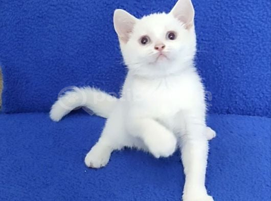 Boncuk Gözlü Ponçi̇k Yeni̇ Yuvasini Ariyor görsel