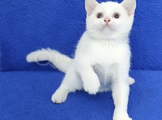 Boncuk Gözlü Ponçi̇k Yeni̇ Yuvasini Ariyor görsel