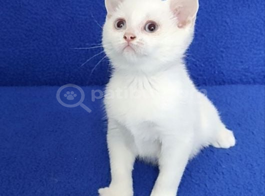 Boncuk Gözlü Ponçi̇k Yeni̇ Yuvasini Ariyor görsel