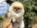 Pomerani̇an Boo Yavrulari