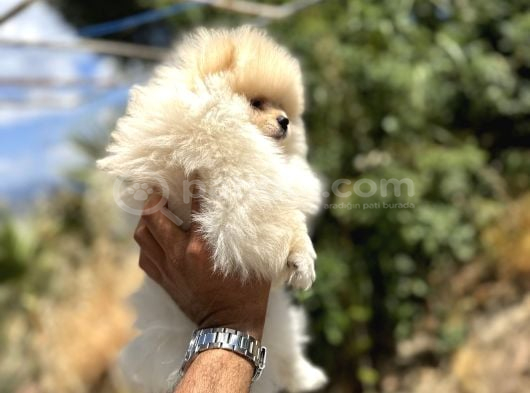 Pomerani̇an Boo Yavrulari görsel