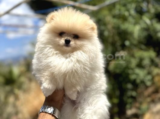 Pomerani̇an Boo Yavrulari