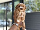 Malti̇poo Yavrulari