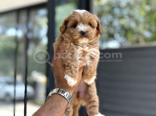 Malti̇poo Yavrulari görsel