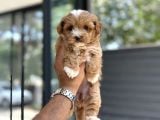 Malti̇poo Yavrulari