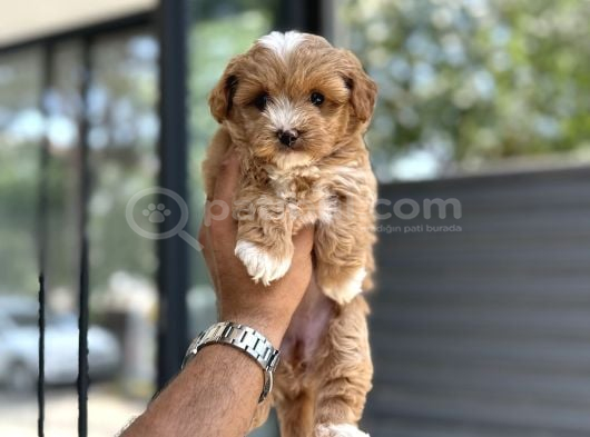 Malti̇poo Yavrulari