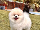 Ayi Surat Pomeri̇ni̇an Boo Yavrularimiz