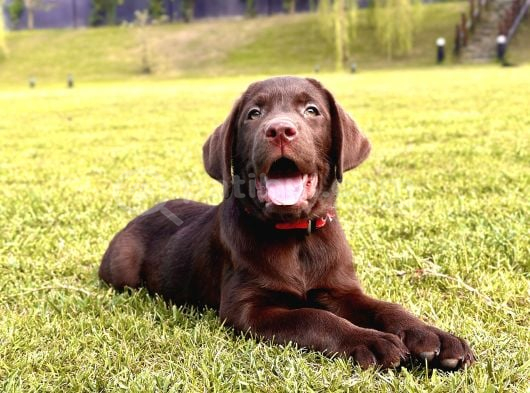 Secereli̇ Sağlik Garanti̇li̇ Labrador Retri̇ever görsel