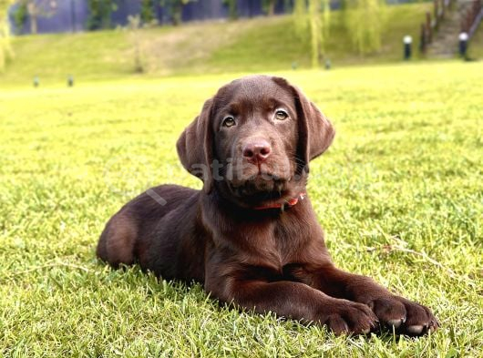 Secereli̇ Sağlik Garanti̇li̇ Labrador Retri̇ever görsel