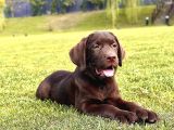 Secereli̇ Sağlik Garanti̇li̇ Labrador Retri̇ever