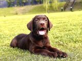 Secereli̇ Sağlik Garanti̇li̇ Labrador Retri̇ever