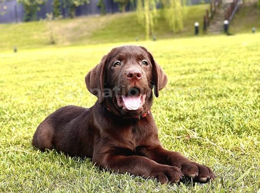 Secereli̇ Sağlik Garanti̇li̇ Labrador Retri̇ever