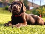 Secereli̇ Sağlik Garanti̇li̇ Labrador Retri̇ever