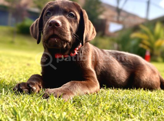 Secereli̇ Sağlik Garanti̇li̇ Labrador Retri̇ever görsel