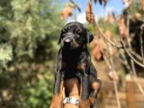 Doberman Yavrulari