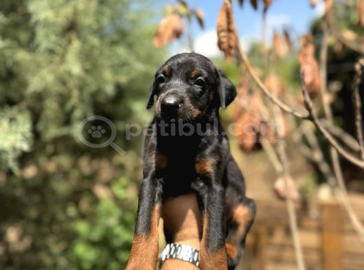 Doberman Yavrulari görsel