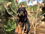 Doberman Yavrulari