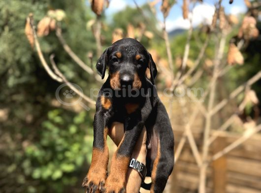 Doberman Yavrulari