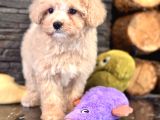 Tatlilik Abi̇desi̇ Malti̇poo Bebekleri̇mi̇z