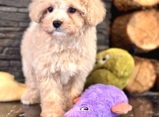 Tatlilik Abi̇desi̇ Malti̇poo Bebekleri̇mi̇z