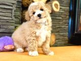 Baby Face Malti̇poo Bebekleri̇mi̇z