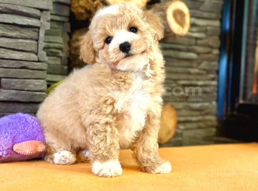 Baby Face Malti̇poo Bebekleri̇mi̇z görsel