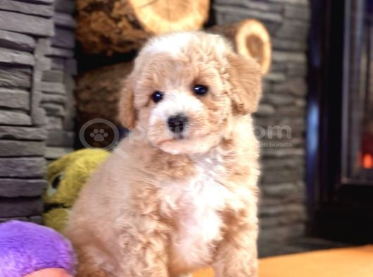 Baby Face Malti̇poo Bebekleri̇mi̇z görsel