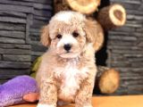Baby Face Malti̇poo Bebekleri̇mi̇z