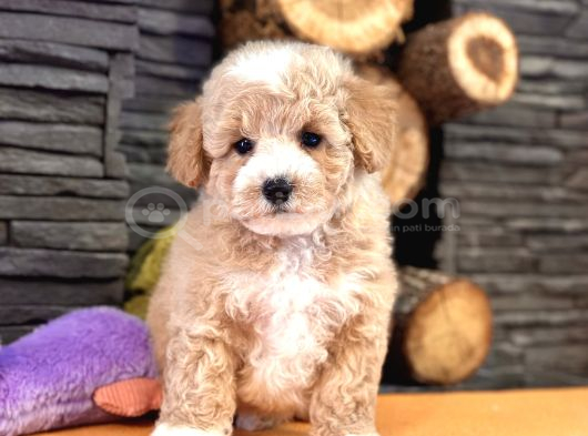 Baby Face Malti̇poo Bebekleri̇mi̇z görsel