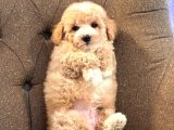 Baby Face Malti̇poo Bebekleri̇mi̇z