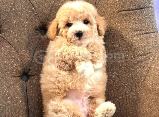 Baby Face Malti̇poo Bebekleri̇mi̇z
