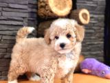 Baby Face Malti̇poo Bebekleri̇mi̇z