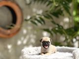 Pug Yavruları