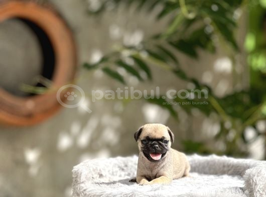 Pug Yavruları