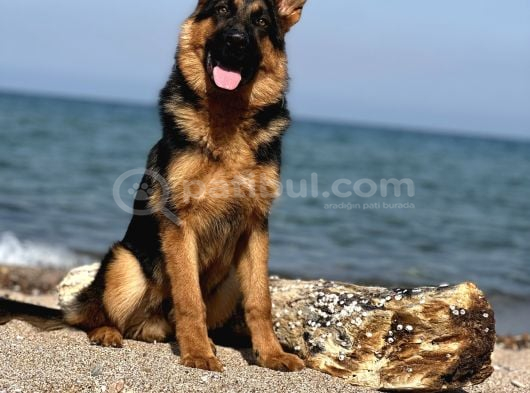 Soy Geçmi̇şi̇ Belli̇ Alman Çoban Köpeği̇ Yavrulari
