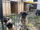 Son 3 Dişi Krem Pug Bebekler