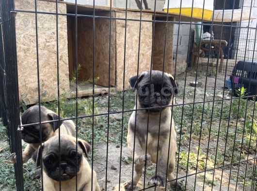 Son 3 Dişi Krem Pug Bebekler görsel